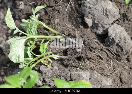 Plante de la pomme de terre fortement infestée par la maladie du pied noir de la pomme de terre causée par des pathogènes : les bactéries Pectobacterium atrosepticum, carotovorum et Dickeya. Banque D'Images