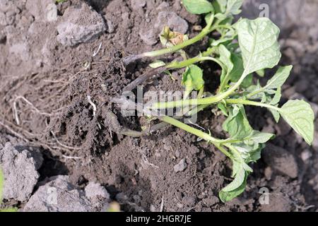 Plante de la pomme de terre fortement infestée par la maladie du pied noir de la pomme de terre causée par des pathogènes : les bactéries Pectobacterium atrosepticum, carotovorum et Dickeya. Banque D'Images