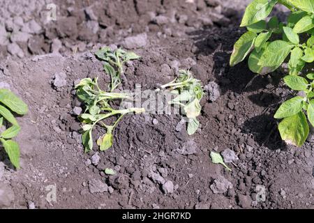 Plante de la pomme de terre fortement infestée par la maladie du pied noir de la pomme de terre causée par des pathogènes : les bactéries Pectobacterium atrosepticum, carotovorum et Dickeya. Banque D'Images