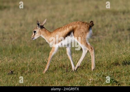 La gazelle de Thomson fauve (Eudorcas thomsonii) marchant dans un champ, cratère de Ngorongoro, Tanzanie, Afrique Banque D'Images