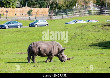 Gros plan sur les rhinocéros indiens dans le magnifique West Midland Safari Park à Spring Grove, Royaume-Uni Banque D'Images