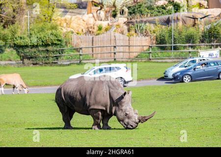 Gros plan sur les rhinocéros indiens dans le magnifique West Midland Safari Park à Spring Grove, Royaume-Uni Banque D'Images