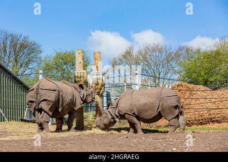 Gros plan sur les rhinocéros indiens dans le magnifique West Midland Safari Park à Spring Grove, Royaume-Uni Banque D'Images