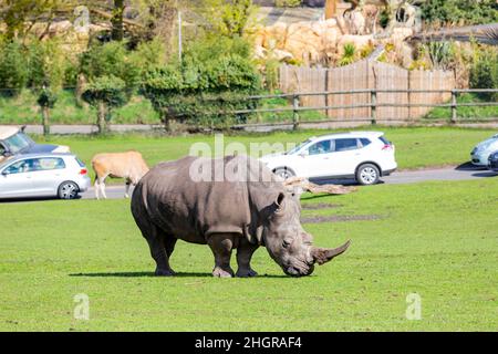 Gros plan sur les rhinocéros indiens dans le magnifique West Midland Safari Park à Spring Grove, Royaume-Uni Banque D'Images