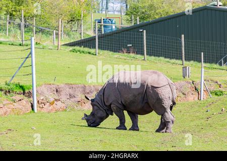 Gros plan sur les rhinocéros indiens dans le magnifique West Midland Safari Park à Spring Grove, Royaume-Uni Banque D'Images