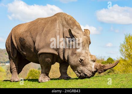 Gros plan sur les rhinocéros indiens dans le magnifique West Midland Safari Park à Spring Grove, Royaume-Uni Banque D'Images