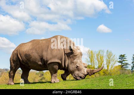 Gros plan sur les rhinocéros indiens dans le magnifique West Midland Safari Park à Spring Grove, Royaume-Uni Banque D'Images