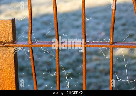 Toiles d'araignée sur la porte rouillée Banque D'Images