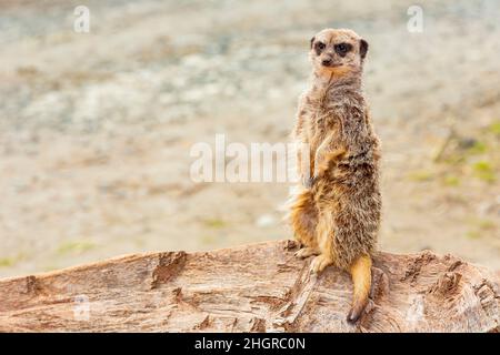 Gros plan de Cute Meerkat dans le magnifique parc safari de West Midland à Spring Grove, Royaume-Uni Banque D'Images
