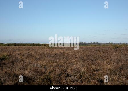 Paysage de la lande dans la nouvelle forêt Banque D'Images