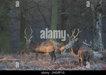 Red Deer stags reposant sur un champ de fougères et de saumâtres à Richmond Park, en Angleterre Banque D'Images