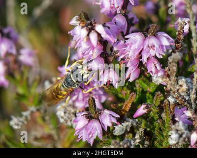 Loup d'abeille / guêpe à bourreau d'abeille (Philanthus triangulum) mâle nectaring sur des fleurs de Ling Heather (Calluna vulgaris), Dorset heathland, Royaume-Uni, août. Banque D'Images