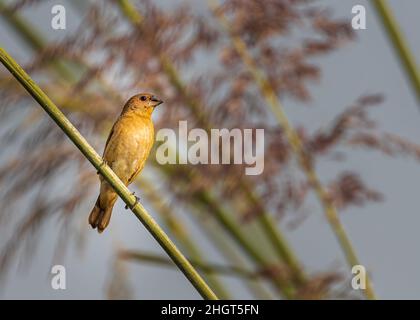 Scally Munia Juvenile sur une plante au repos Banque D'Images