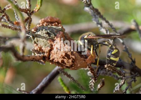 La guêpe de Heath potter (Eulènes coarctatus) travaille une boule d'argile dans ses mâchoires pour étendre le bord d'un pot de nid qu'elle construit dans un buisson de bruyère, Devon, Royaume-Uni Banque D'Images