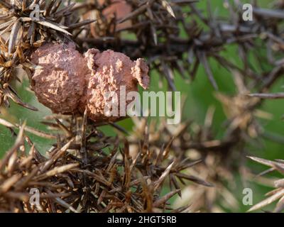 Deux nids d'argile terminés construits par une guêpe de Heath potter (Eulènes coarctatus) attachée à un brousse de Gorse, Devon, Royaume-Uni, septembre. Banque D'Images