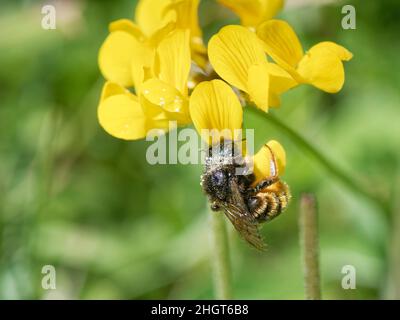 Abeille mason bicolore (Osmia bicolor), provenant d'une fleur d'huile de trèfle de Birdsfoot (Lotus corniculatus) sur une pente de prairie à craie, Wiltshire, Royaume-Uni, juin Banque D'Images