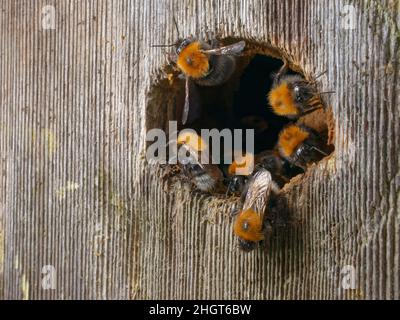 Bumblebees d'arbre (Bombus hypnorum) à l'entrée d'une boîte de nid d'oiseau qu'ils ont pris sur un mur de maison, Wiltshire, Royaume-Uni, juin. Banque D'Images