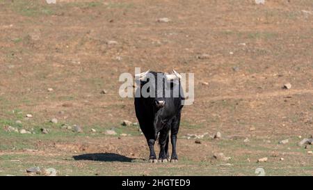 Taureau pour la tauromachie dans la campagne espagnole Banque D'Images