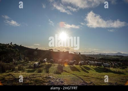 Pâturage des moutons en Irlande. Le soleil du matin brille sur le paysage de four dans le comté de Mayo Banque D'Images