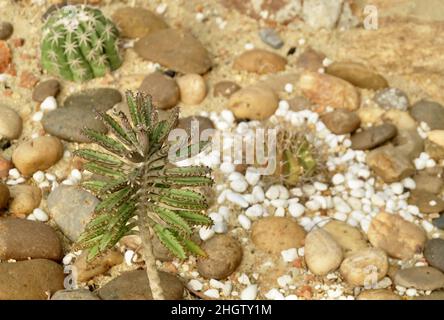 Illustration esquisse dessinée à la main de Kalanchoe Delagoensis, mère de millions de personnes ou usine de lustre.Des plantes succulentes pour la décoration de jardin. Banque D'Images