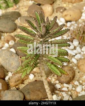 Illustration esquisse dessinée à la main de Kalanchoe Delagoensis, mère de millions de personnes ou usine de lustre.Des plantes succulentes pour la décoration de jardin. Banque D'Images