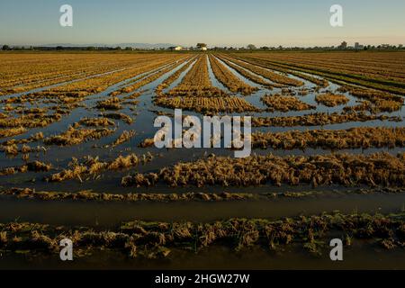 Champ de riz après récolte, Delta de l'Ebre, Parc naturel, Tarragone, Espagne Banque D'Images