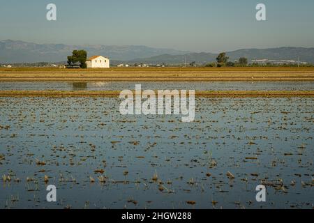 Champ de riz après récolte, Delta de l'Ebre, Parc naturel, Tarragone, Espagne Banque D'Images