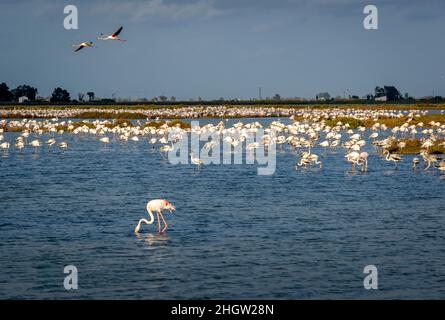 Flamangos (Phoenicopterus ruber) dans la lagune de la Tancada, Parc naturel du Delta de l'Ebre, Tarragone, Delta de SpainEbro, Parc naturel, Tarragone,Espagne Banque D'Images