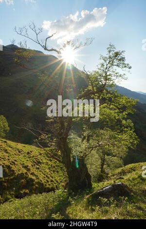 Le soleil brille à travers les branches des arbres Banque D'Images