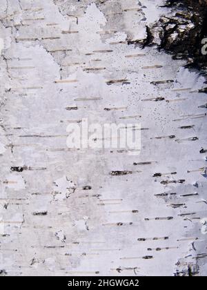 Noir et blanc rayures texture naturelle de l'écorce de bouleau russe. Fond naturel.Image verticale. Banque D'Images
