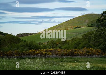 Hethpool, près de Wooler, Northumberland - College Valley, contreforts de Cheviot. Banque D'Images