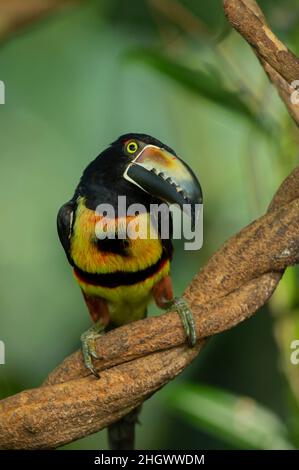 (Pteroglossus Aracari à collier torquatus) Banque D'Images