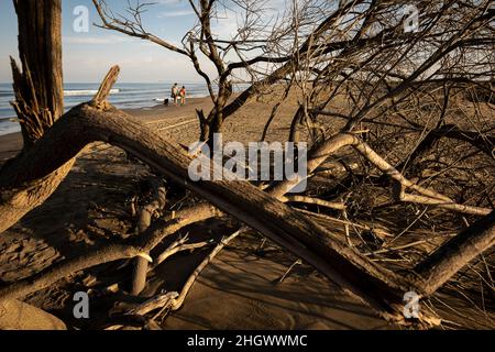 Arbre détruit par la tempête de Gloria, dans la plage de Fangar, Sant Carles de la Rapita, Delta de l'Ebro, Parc naturel, Tarragone, Espagne Banque D'Images