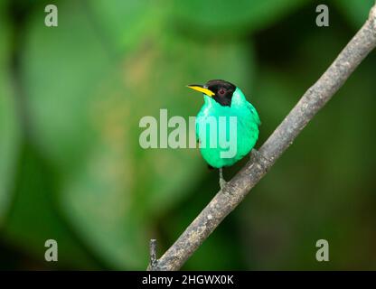 Green Honeyrampante (Chlorophanes spiza), homme Banque D'Images