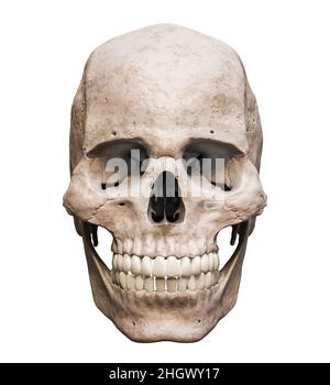 Vue antérieure ou frontale précise anatomique du crâne mâle Homo sapiens isolée sur fond blanc avec illustration de rendu de l'espace de copie 3D.Ana. Humaine Banque D'Images