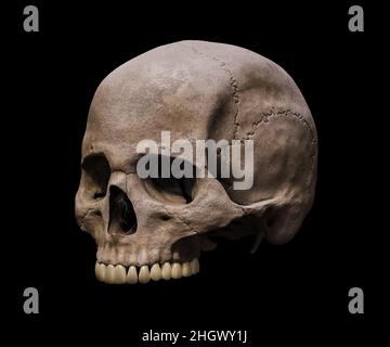 Partie supérieure d'un crâne Homo sapiens de précision anatomique dans une vue de profil de trois quarts isolée sur fond noir 3D illustration de rendu.Humain Banque D'Images