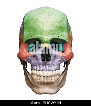Crâne humain de sexe masculin d'une précision anatomique avec os colorés vue antérieure ou avant isolée sur fond blanc avec rendu illustrat de l'espace de copie 3D Banque D'Images