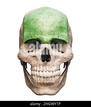 Crâne humain mâle d'une précision anatomique avec vue antérieure ou avant de l'os frontal colorisée isolée sur fond blanc avec rendu de l'espace de copie 3D il Banque D'Images