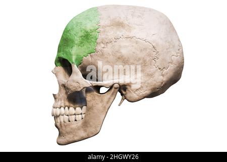 Crâne humain mâle de précision anatomique avec vue latérale ou profil d'os frontal colorisée isolée sur fond blanc avec rendu i de l'espace de copie 3D Banque D'Images