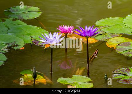 Gros plan sur la fleur de lilas à Taipei, Taïwan Banque D'Images