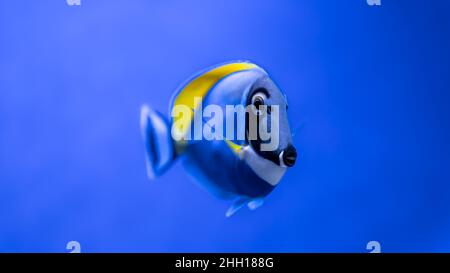 Gros plan d'un poisson bleu avec un poisson jaune dans un aquarium. Banque D'Images