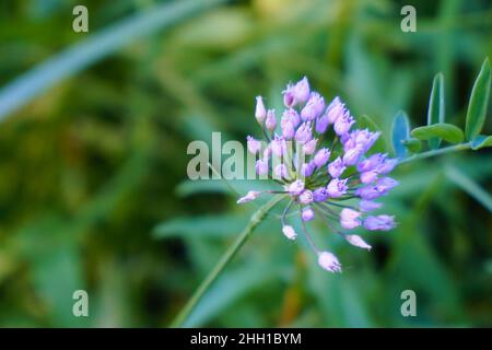 Plante de prairie avec petites fleurs roses oignon anguleux ou ail de souris.Allium angulosum Banque D'Images