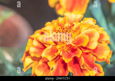 Fleurs de jardin de marigold jaune et rouge (Tagetes) au printemps, le Cap, Afrique du Sud Banque D'Images