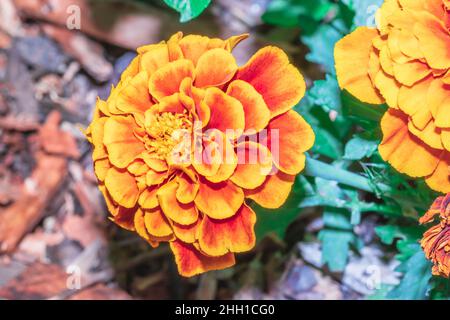 Fleurs de jardin de marigold jaune et rouge (Tagetes) au printemps, le Cap, Afrique du Sud Banque D'Images