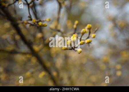 Branches avec boutons de fleurs de cornel européen ou de Mas Cornus au début du printemps Banque D'Images