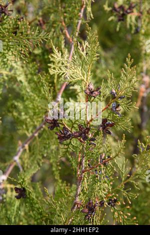 Branche de thuja avec des cônes au printemps Banque D'Images
