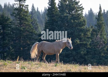 Golden Palomino Wild Horse Stallion dans la chaîne de chevaux sauvages de Pryor Mountains, à la frontière du Wyoming Montana, aux États-Unis Banque D'Images
