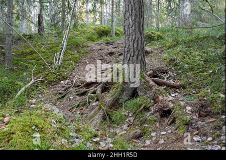 terrain accidenté à travers la forêt avec beaucoup de racines Banque D'Images