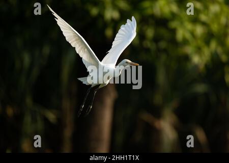 C'est une image de l'oiseau aigrette de bétail indien en vol Banque D'Images