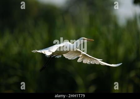 C'est une image de l'oiseau aigrette de bétail indien en vol Banque D'Images